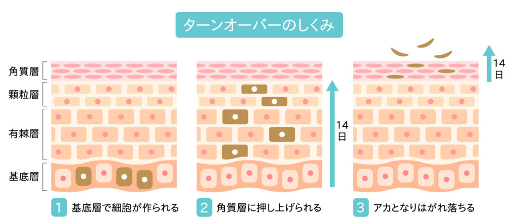 ターンオーバーのしくみ